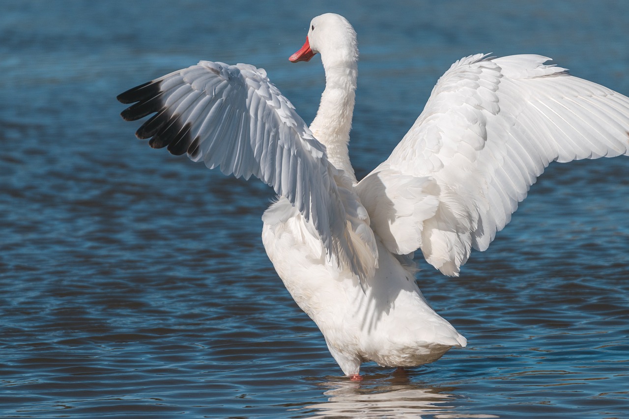 The Best Spots for Bird Watching in Everglades National Park